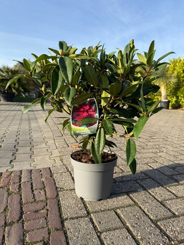 Rhododendron marie forte - marie,